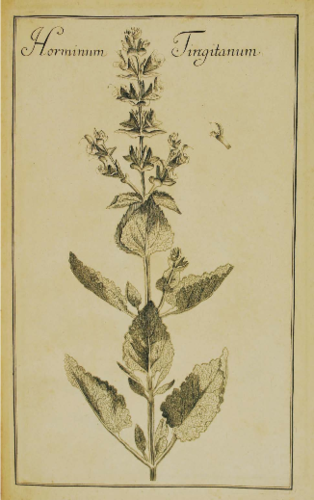 Salvia tingitana